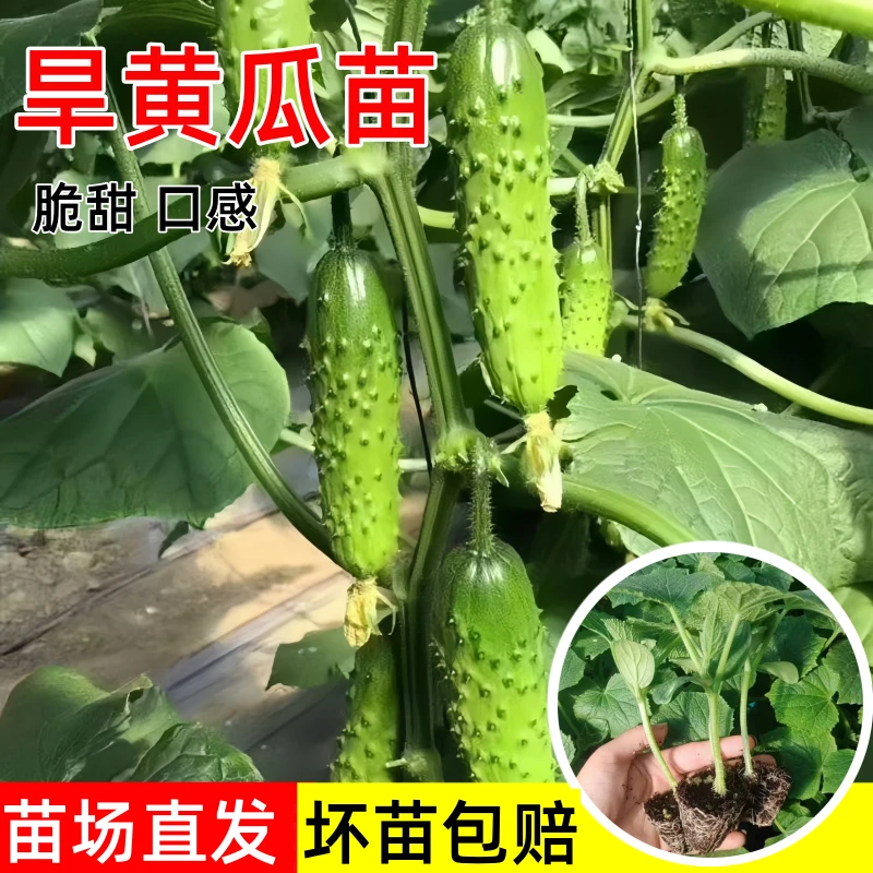 旱黄瓜苗秧苗老品种水果黄瓜种籽苗春秋季播高产抗病阳台盆栽菜苗