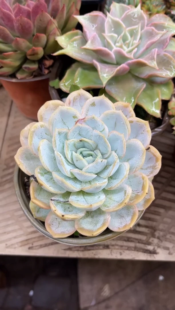 朱**具27006多肉植物一物一拍