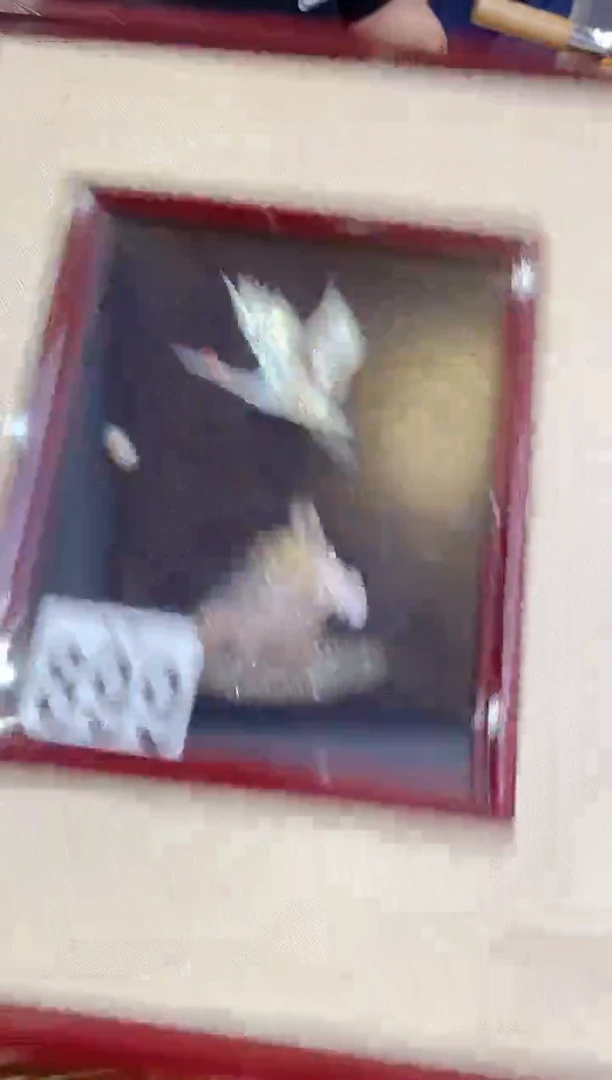 【闪购商品】瓷片899 和煦小七 和煦小七