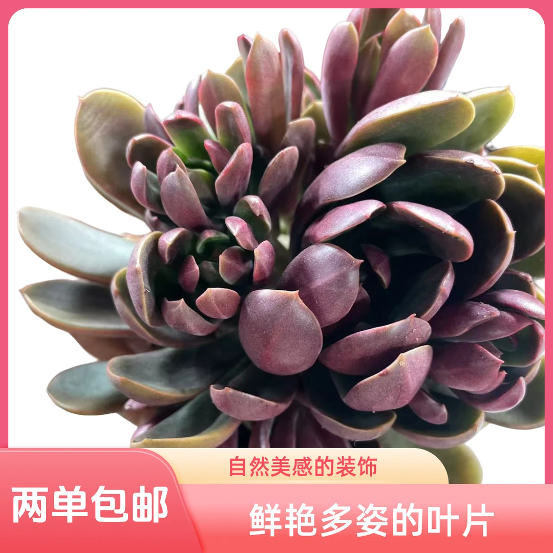 火凤凰(拼满10元包邮)多肉植物阳台露台办公室绿植植