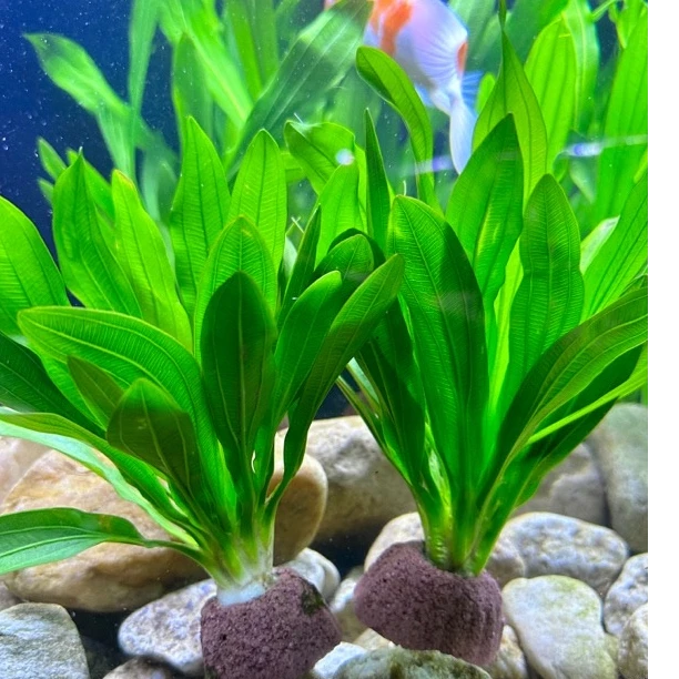 小九冠水草火山石鱼缸造景真植物