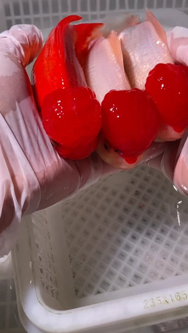金鱼红狮1条鸿运当头2条{无开箱视频不售后}