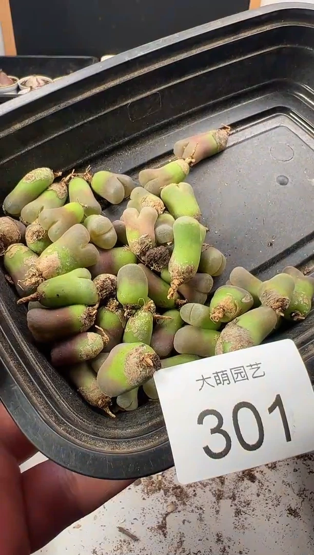 一物一拍           301