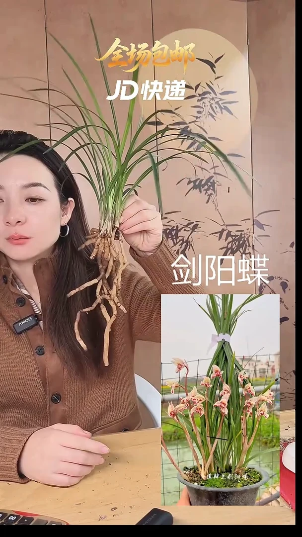 当前无花栽培后可以开花：剑阳蝶