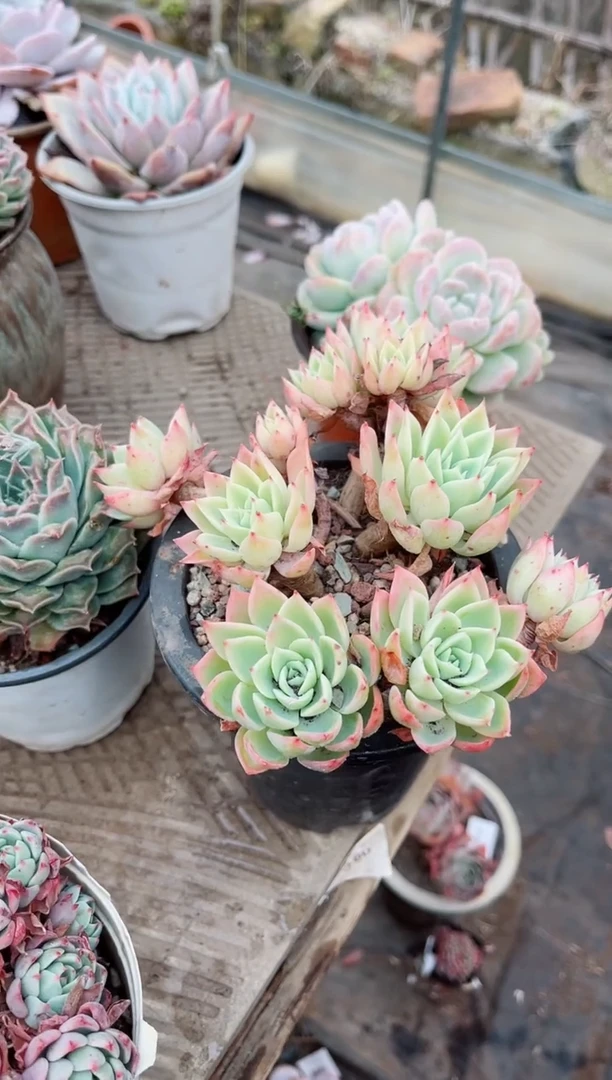 【闪购商品】03394