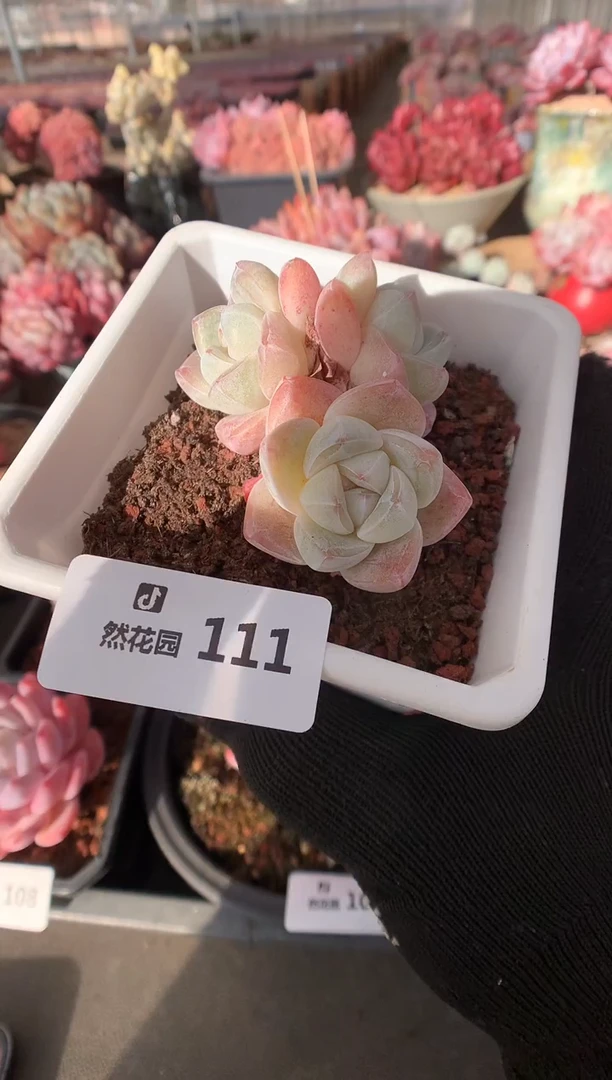 111冰玉多肉植物一物一拍