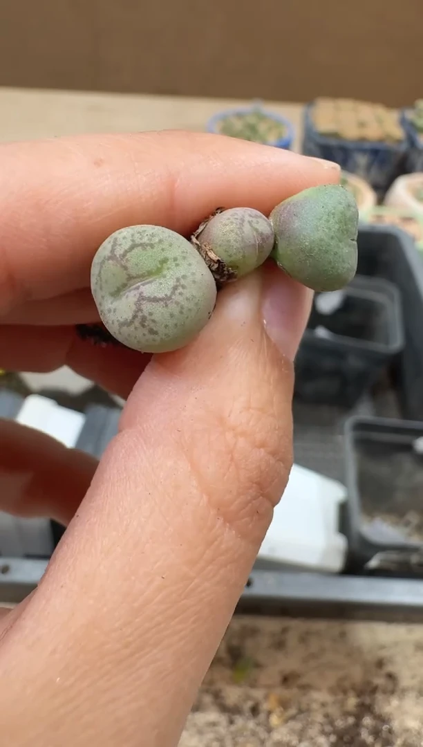 多肉植物肉锥16-120