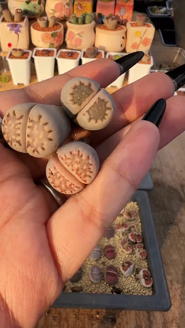 完全开放3株饼干福利炸1111