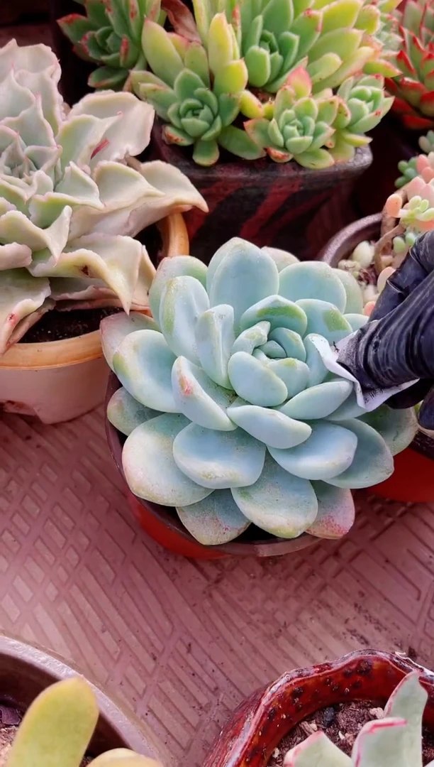 半*多肉植物一物一拍18188