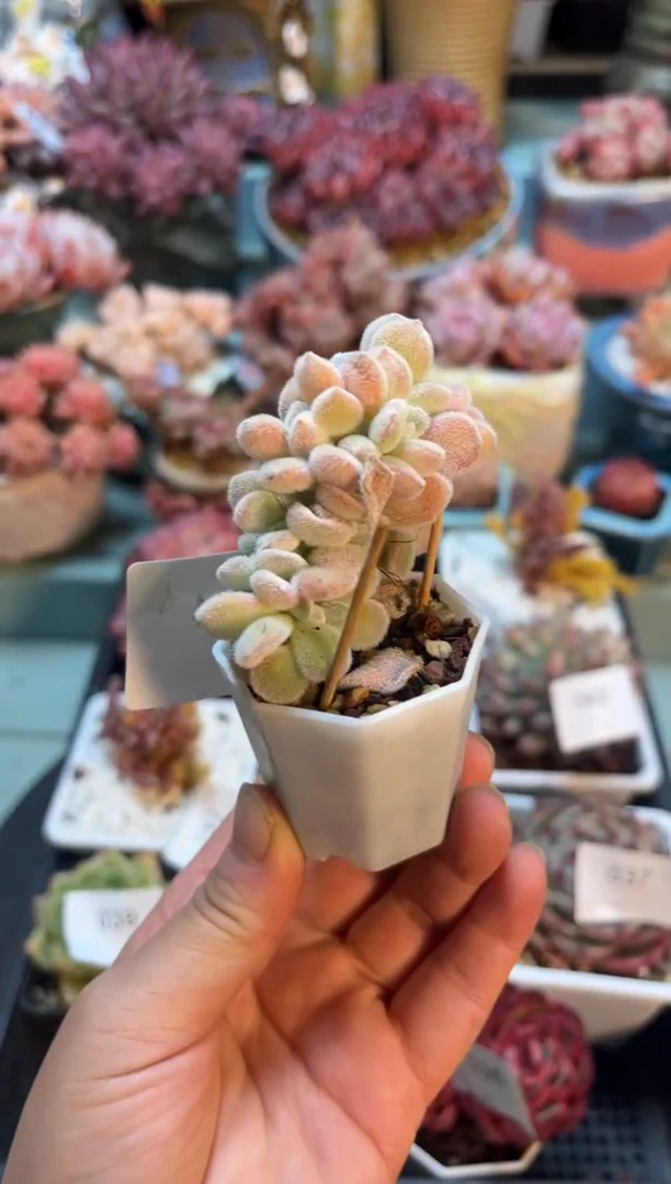 034雪晃星缀化多肉