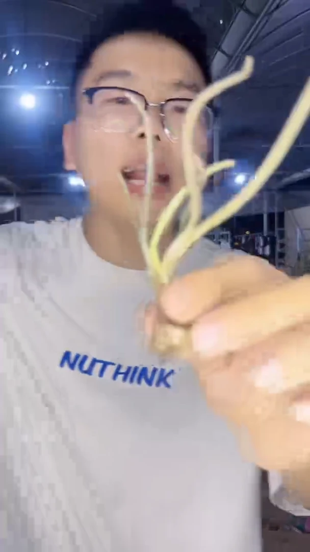 实生根    美杜莎