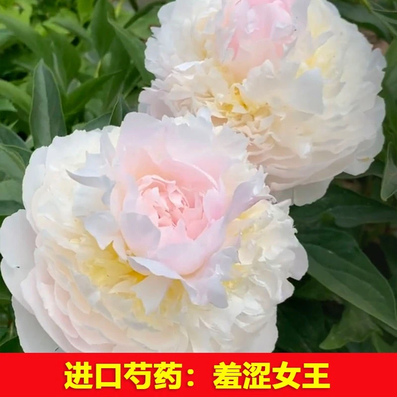 （羞涩女王）芍药牡丹花花苗先发花肥秋天发苗基地直发植物凤仙花