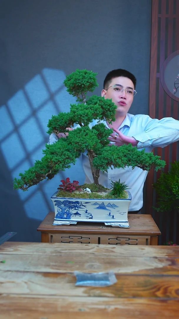 完全开放一物一拍所见即所得的黄山迎客松盆景