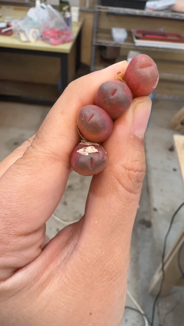 179多肉植物肉锥吕氏朝霞一颗