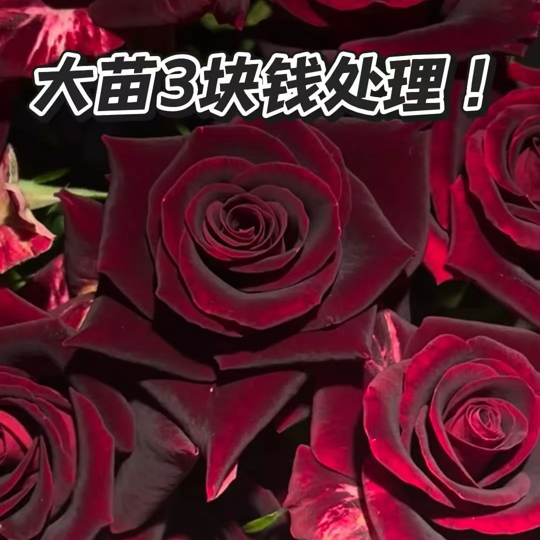 新手四季循环开花耐寒零下-30度紫罗兰月季大苗（修剪发货）