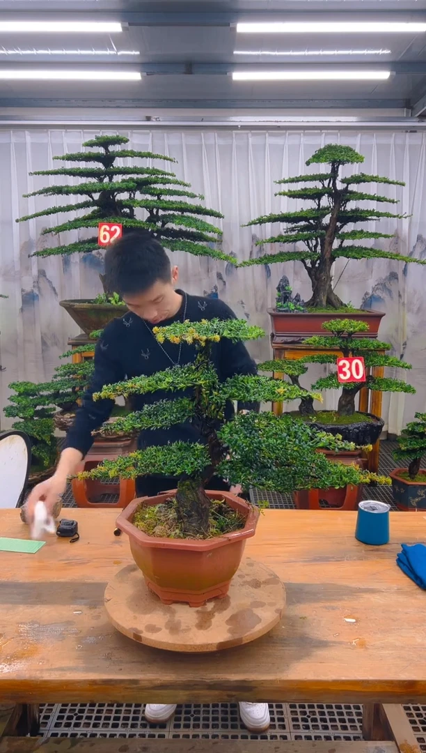 无花朵精品盆景直播间一物一拍