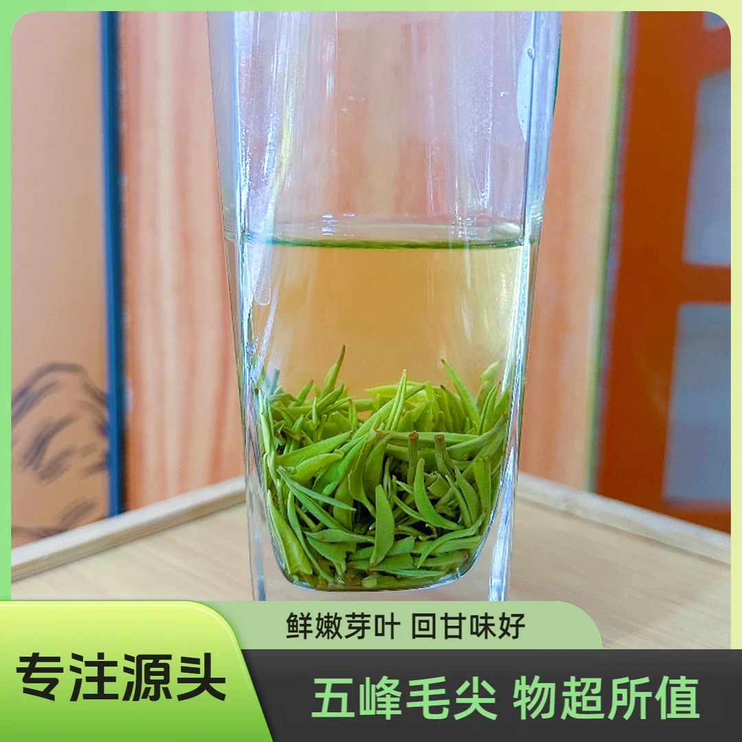 2025年新茶宜昌毛尖正宗五峰芽毛尖春茶板栗香高山毛尖茶回甘味好