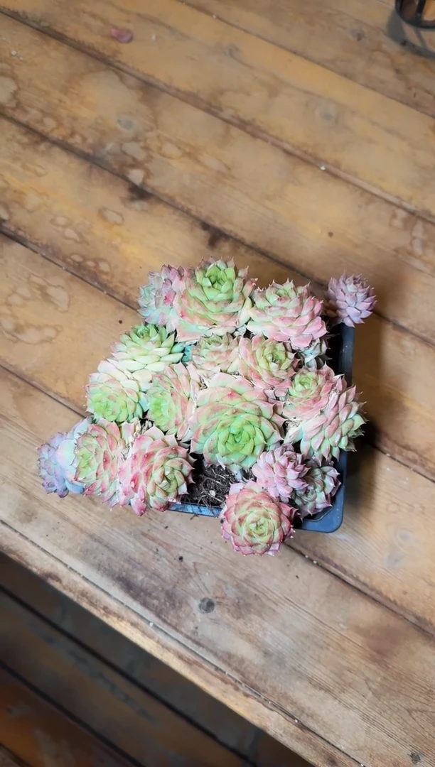 140#冰天鹅无砍群不包整（14-16cm）带土球