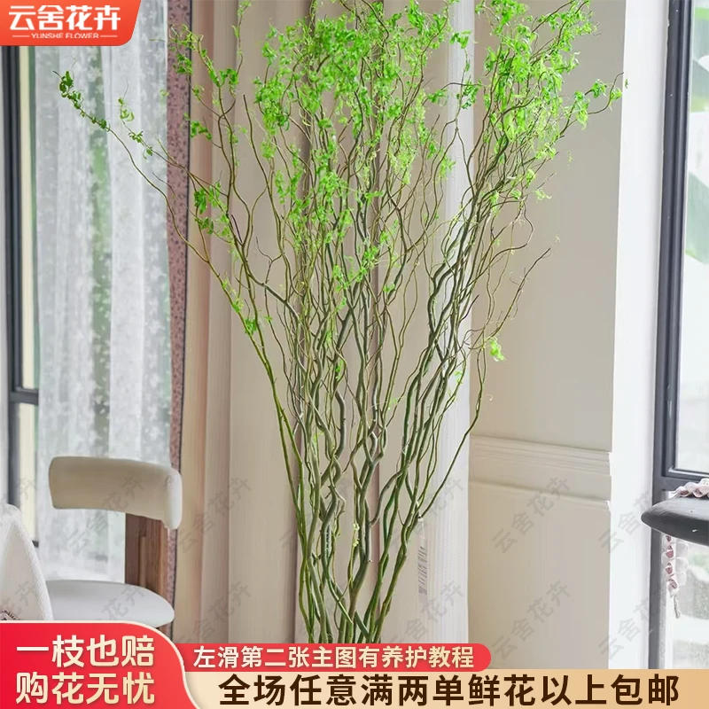 【云舍花卉】【龙柳】【一单包邮，不参与鲜花凑单】