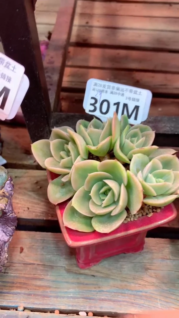 301M  (一物一拍实付满28发货，默认不带盆土）