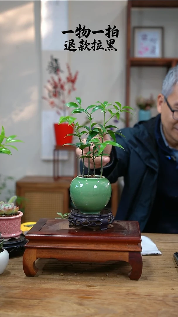 完全开放七*?竹柏028