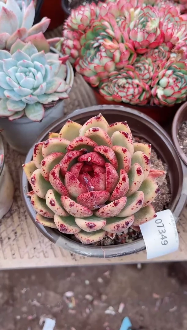 【闪购商品】07349