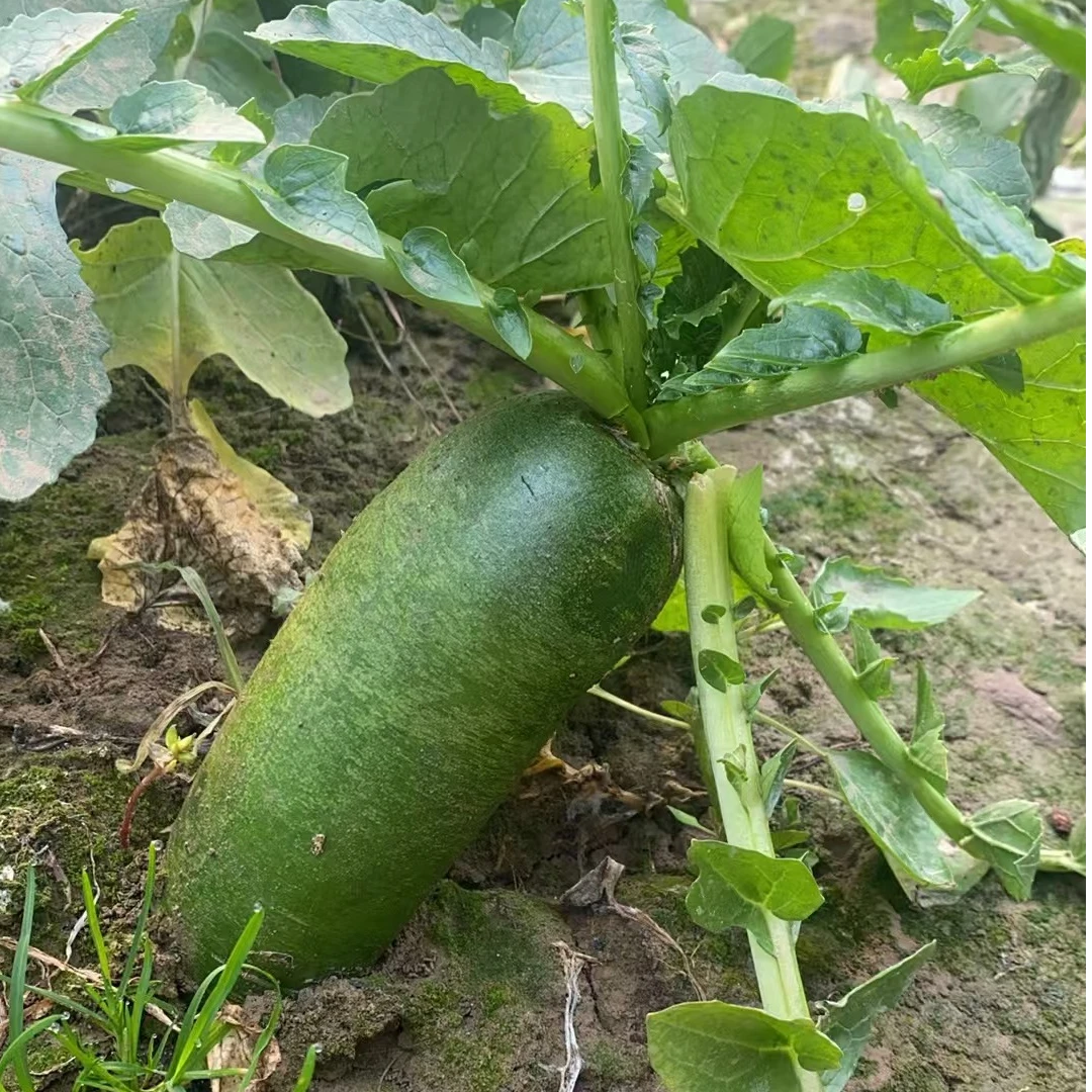 河南农家自种水果青萝卜