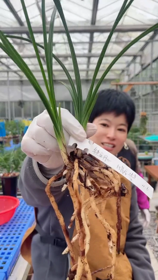 当前无花朵，栽培后可花朵铁**心荡字，，， 铁血丹心