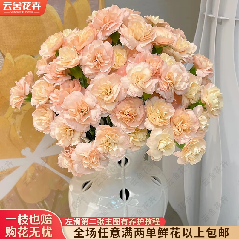 【云舍花卉】【莫言】多头康乃馨 全场鲜花任意满2单及以上包邮发货