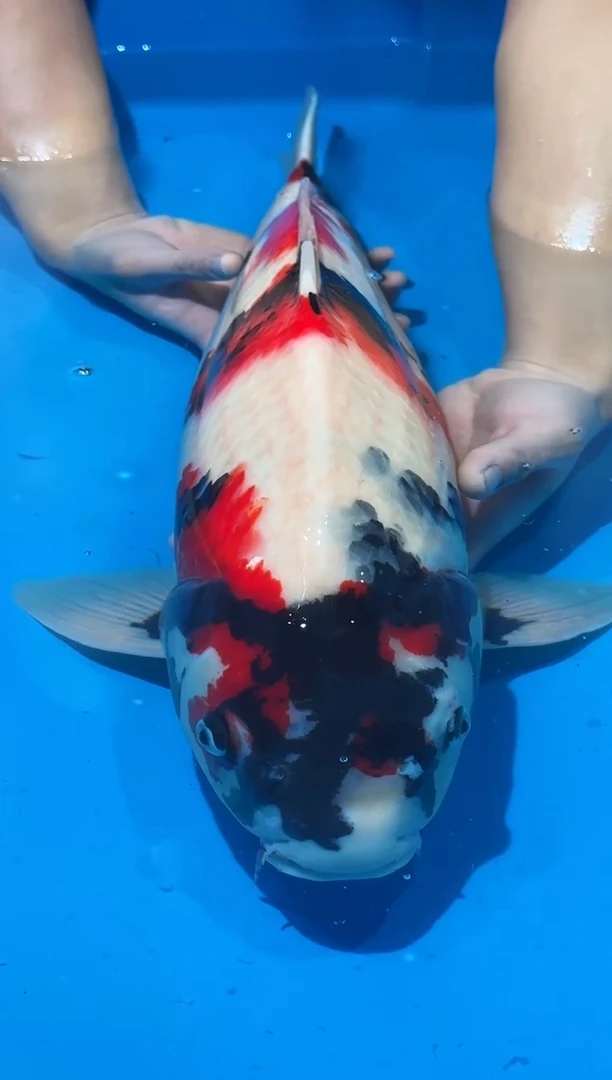 锦鲤佛山金隆锦鲤直播专用闪购链接，不支持7天无理由退货退款