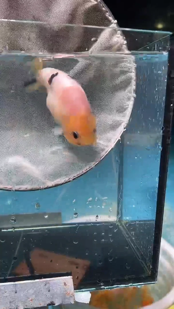 金鱼2单包邮   售后开箱视频