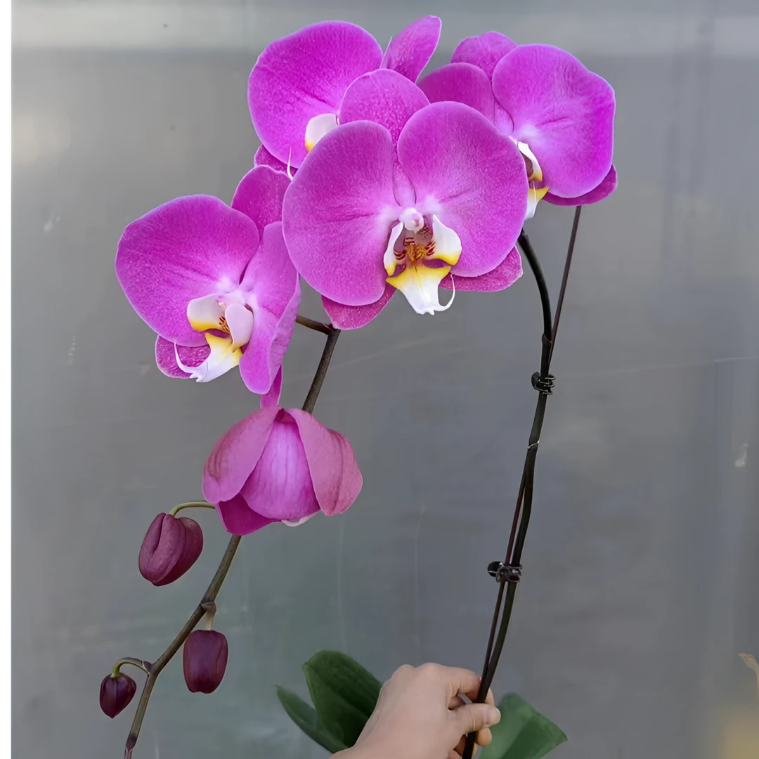 蝴蝶兰 【双花梗  芳美西施】3.0寸 带花剑  客厅室内花卉 好养活