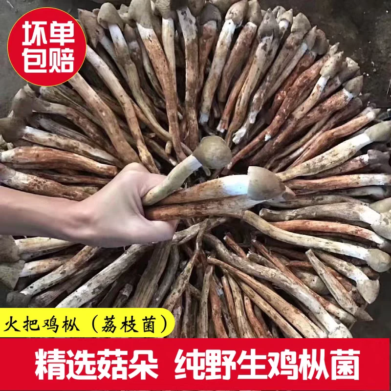 （现称现买）大凉山新鲜野生鸡枞菌荔枝菌斗鸡菇顺丰包邮