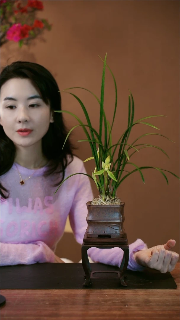 【闪购商品】盆景白雪冰心