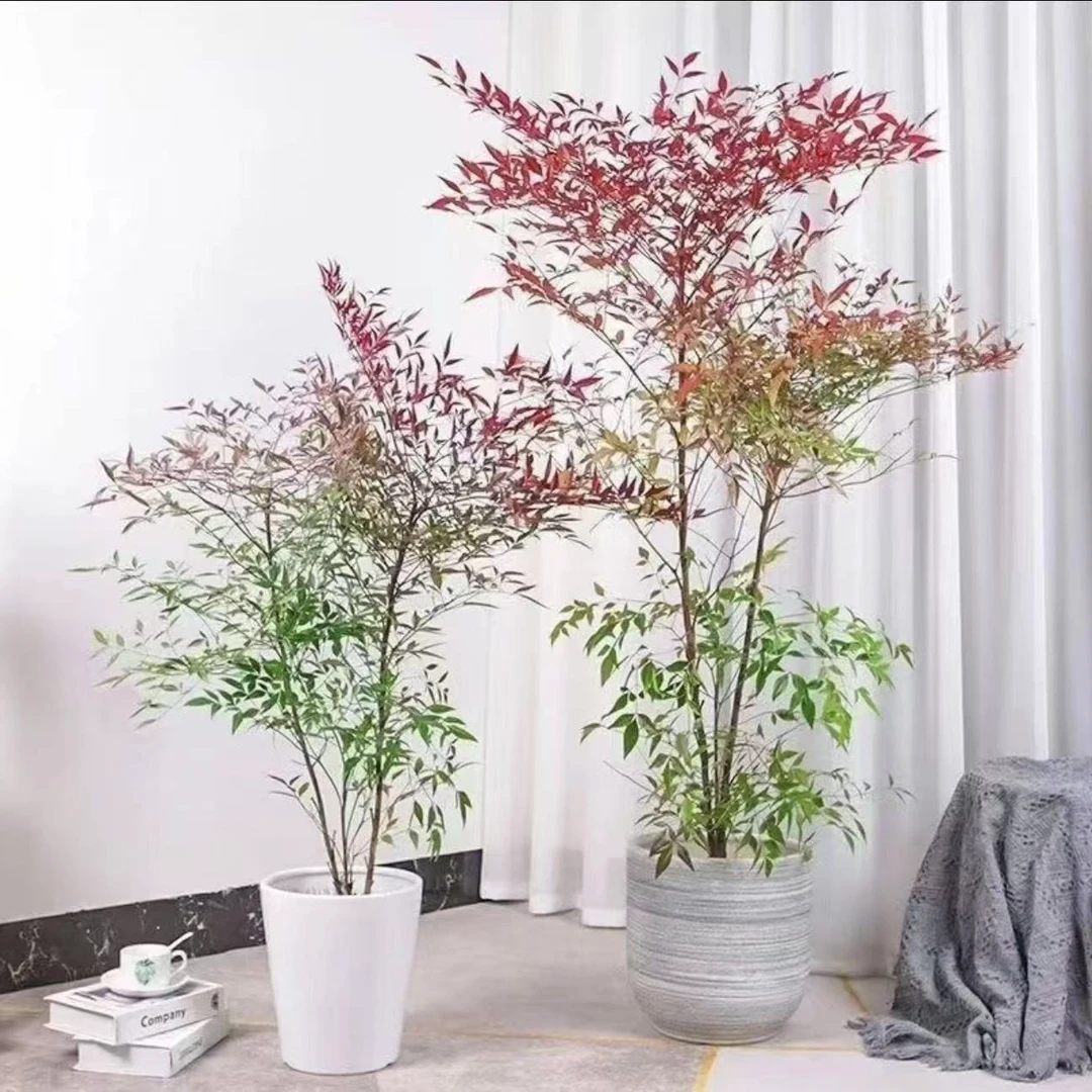 精品南天竹盆栽室内庭院好养耐寒耐热优美绿植基地现挖现发