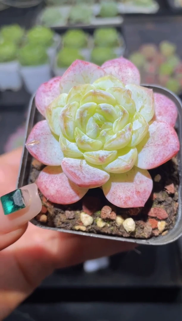 059春华秋实量拍随机发一颗