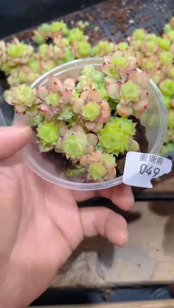 049小粉蝴蝶      量拍