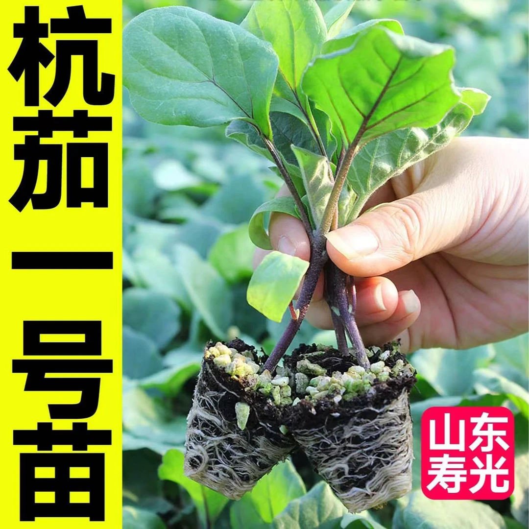 杭茄一号线茄苗秧苗紫红长茄苗种杭茄子苗大龙长茄幼苗春盆栽菜苗