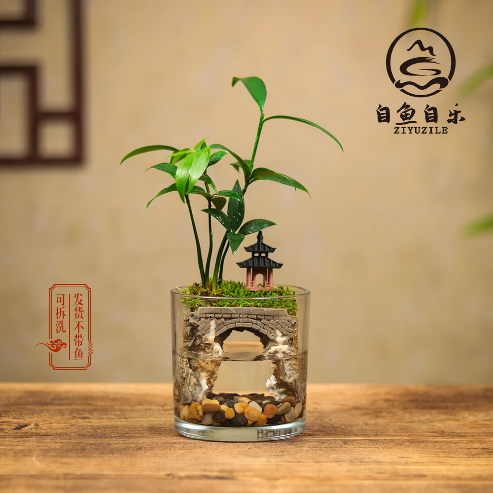 [江南3.0]竹柏创意真绿植桌面微景观中式禅意国风摆件鱼缸10*10cm