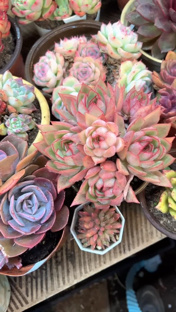 X****?多肉植物一物一拍30508