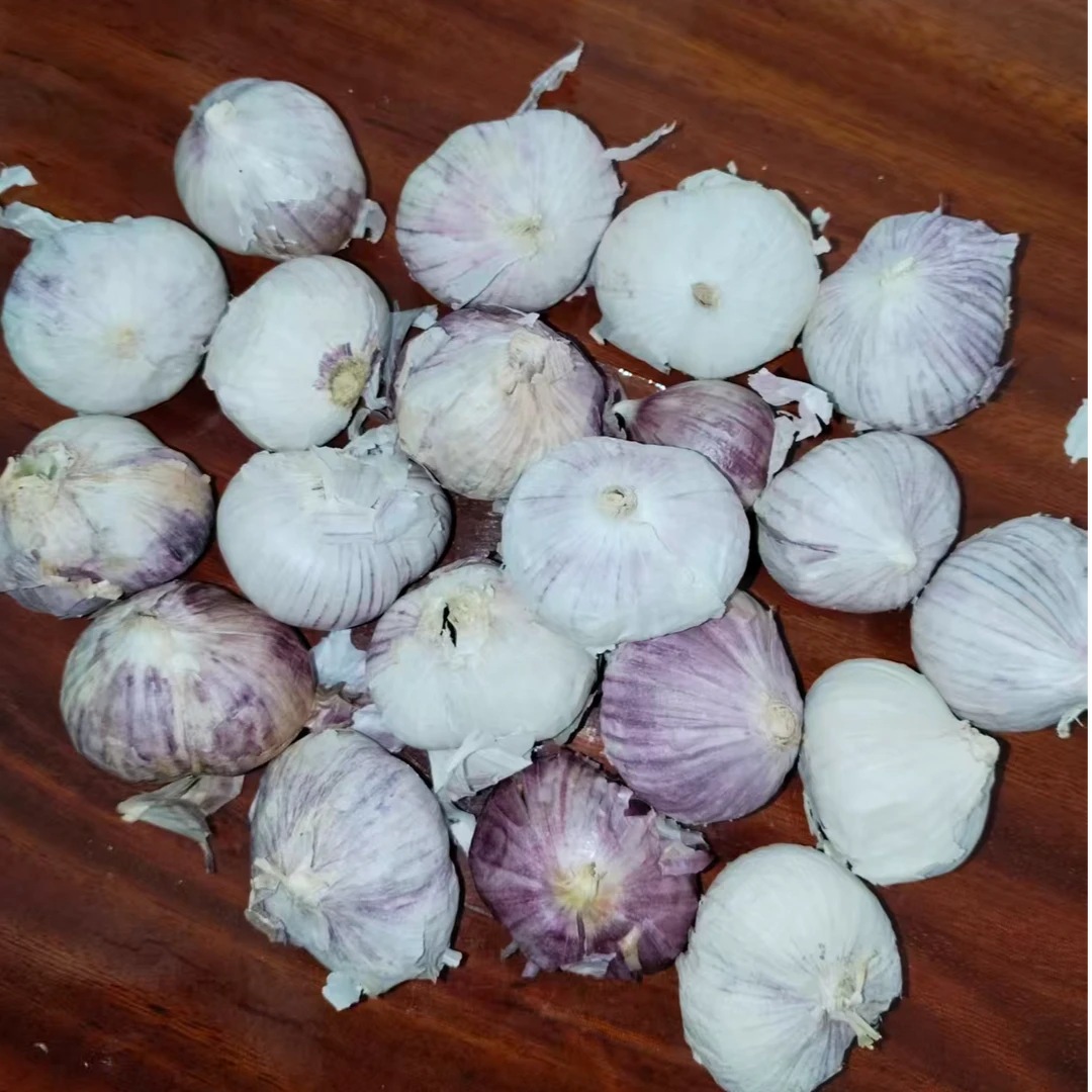 新鲜紫皮独头蒜产地直供现挖现发香辣个头饱满可做腊八蒜