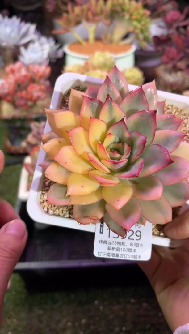 【闪购商品】13929