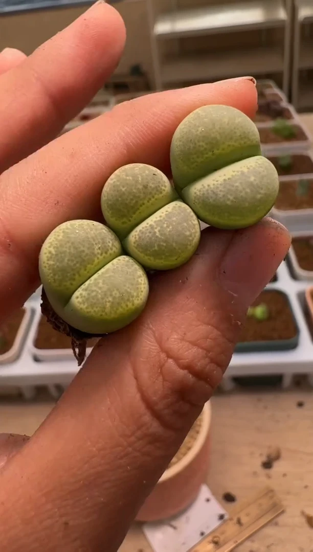 美丽的肉石头-140