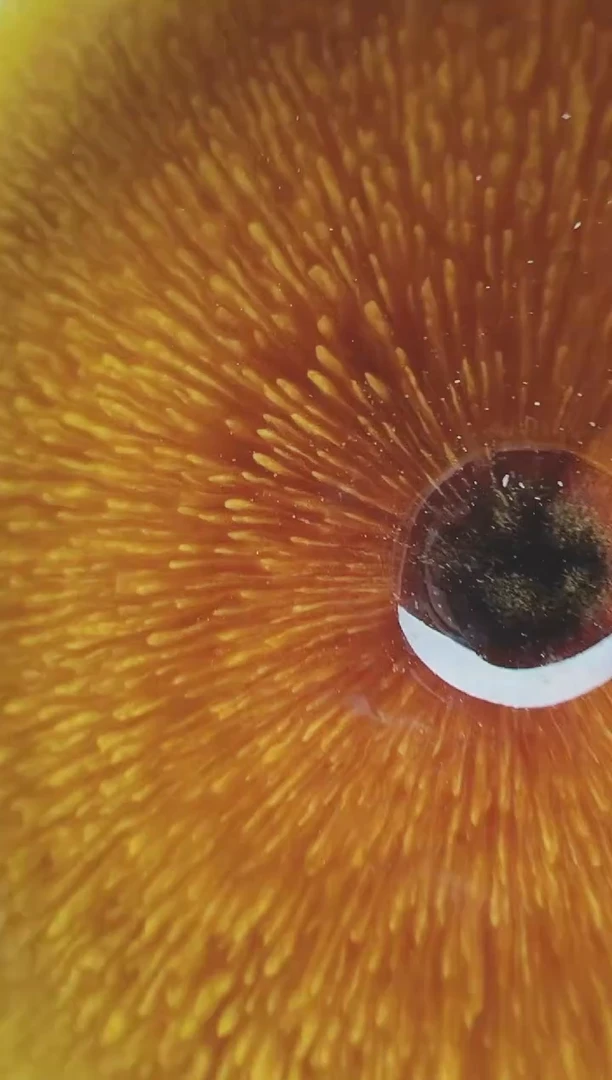 茶盏217盏袋建盏建盏