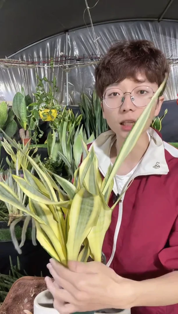 【闪购商品】水月兰带盆土28.8