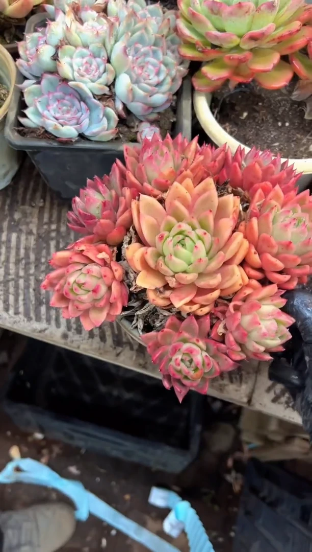 我**鱼多肉植物一物一拍25570