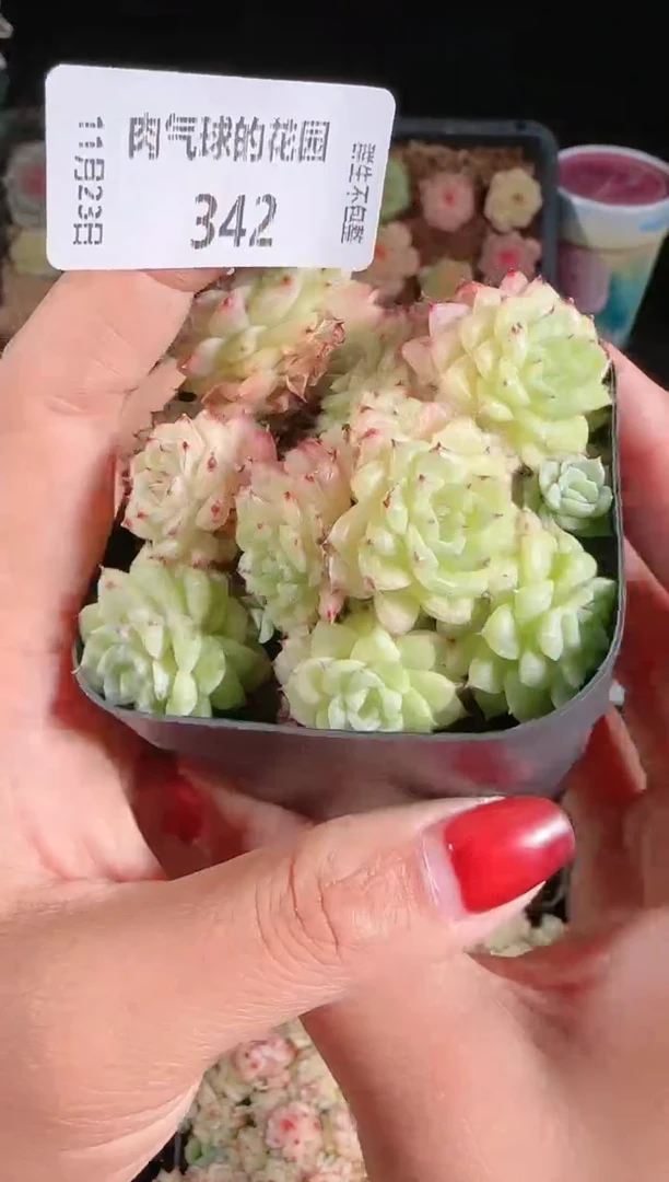 1123-342群生不包整