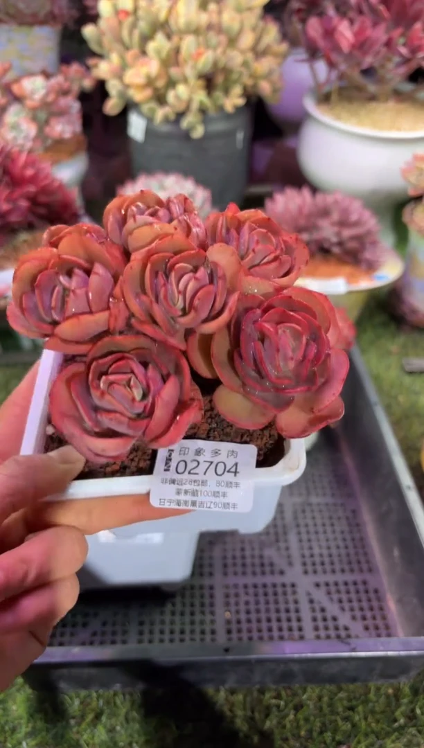 【闪购商品】02704