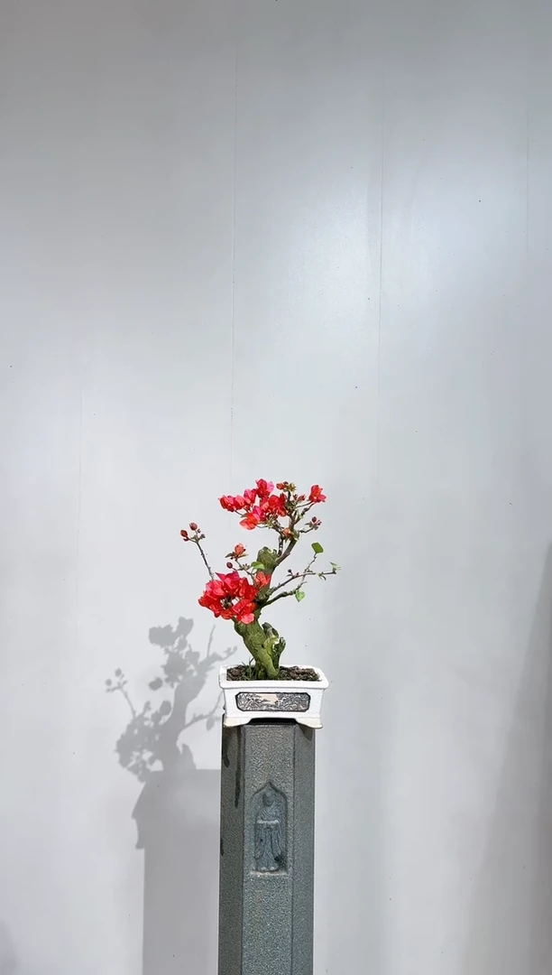 【闪购商品】盆景同安红