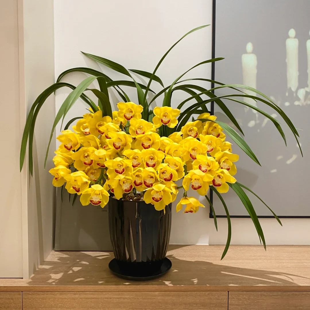 金色拱兰 金色时光 7支花剑大花惠兰 非常耐开室内高档年宵花